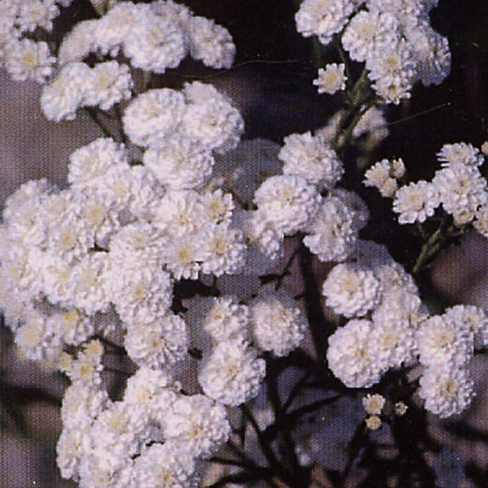 Achillea ptarmica 'Perry's White'