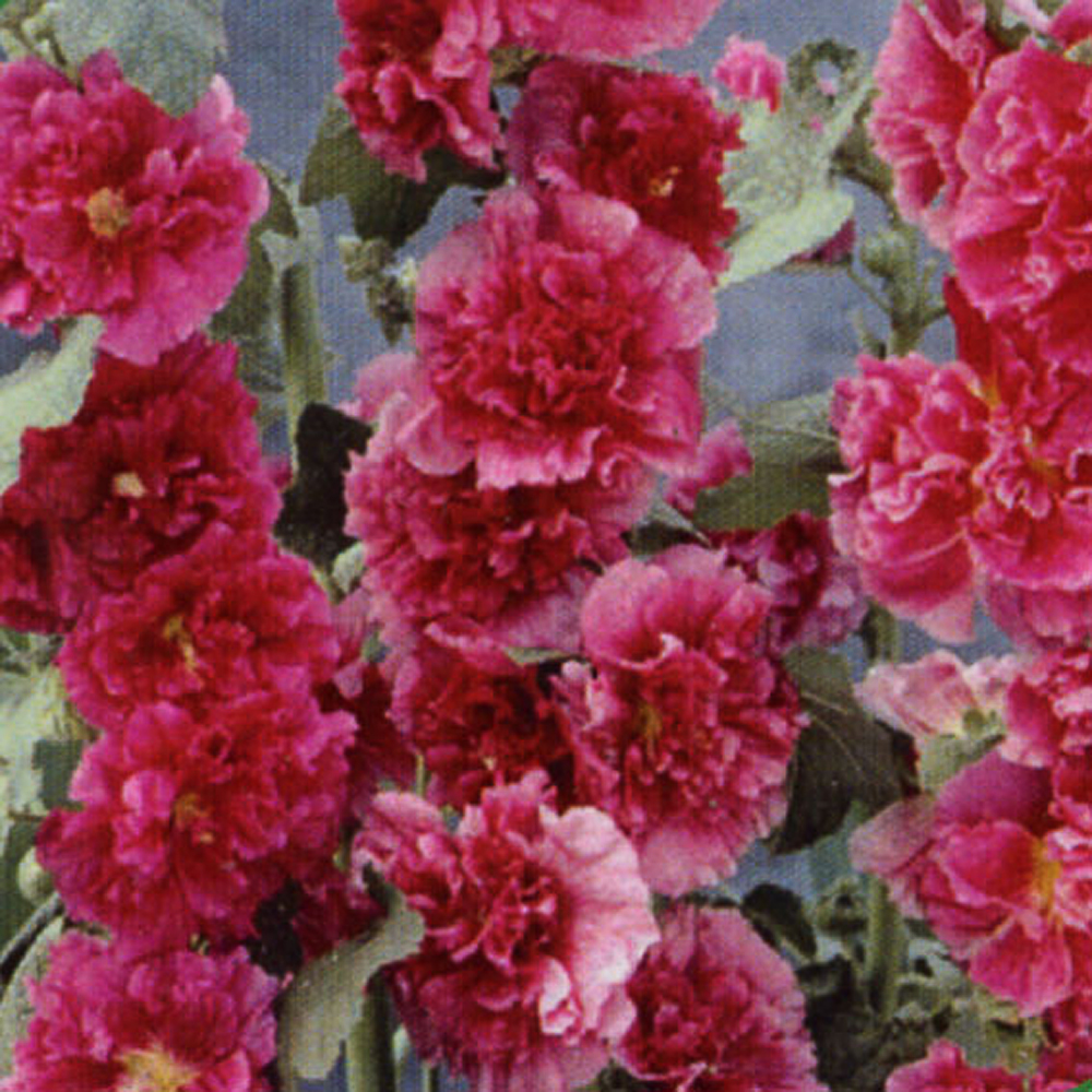 Alcea rosea plana chater's rouge cérise