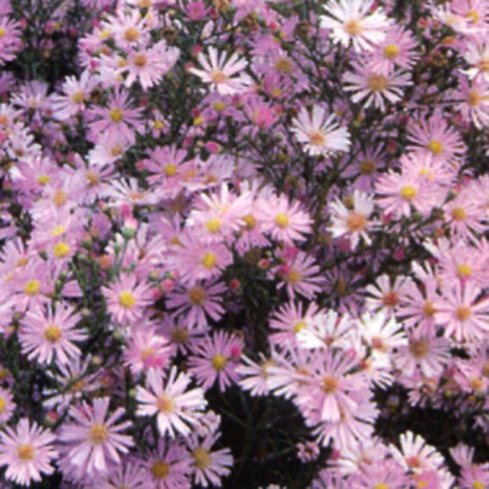 Aster amellus 'Sonia'