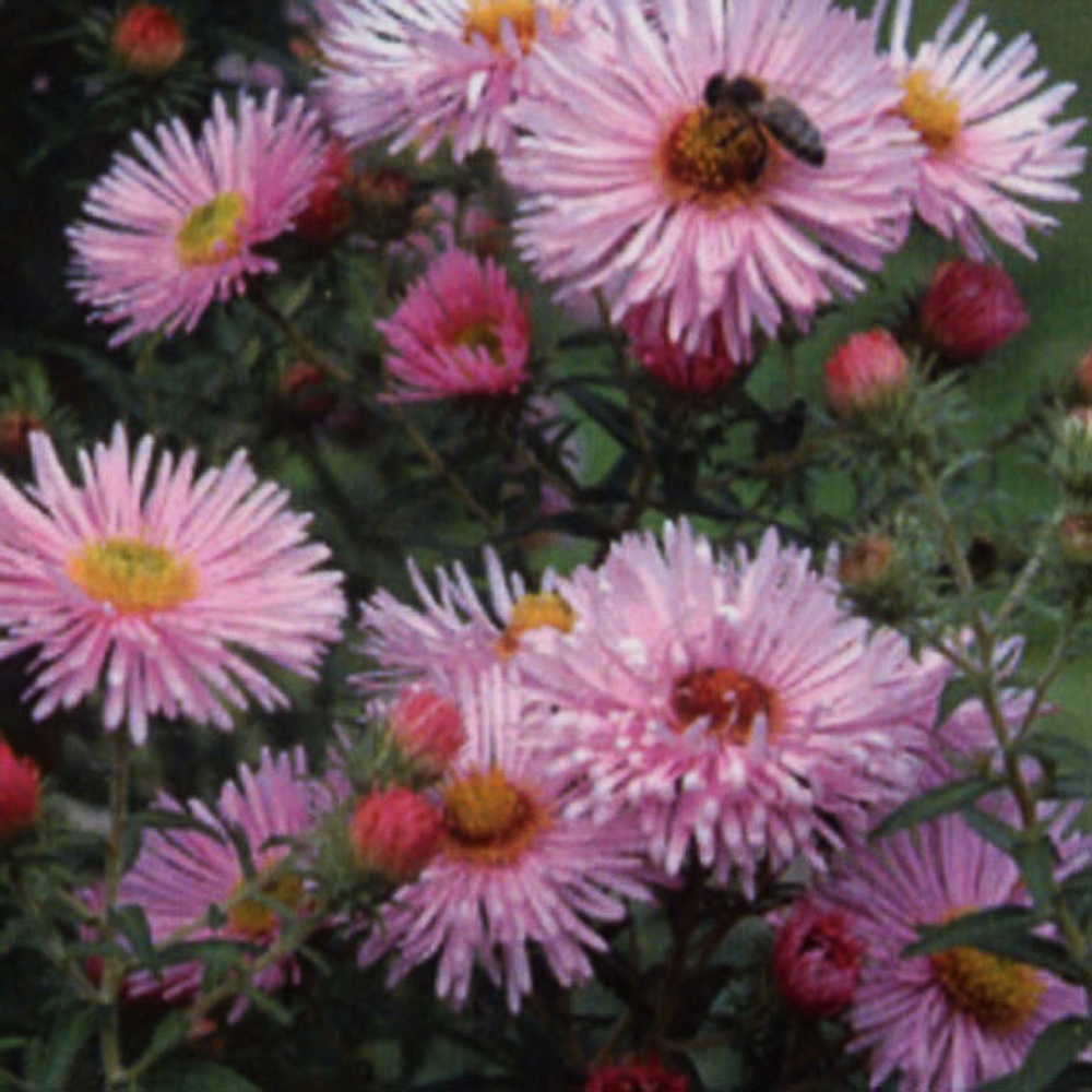 Aster novae-angliae 'Rudelsburg'