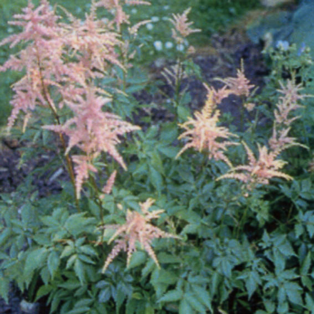 Astilbe thunbergii 'Straussenfeder'