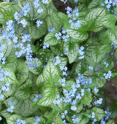 Brunnera macrophylla 'Alexander's Great'