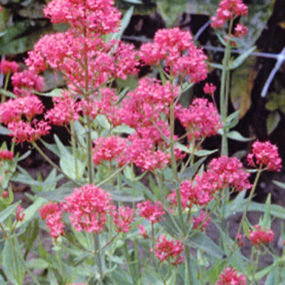 Centranthus ruber 'Coccineus'