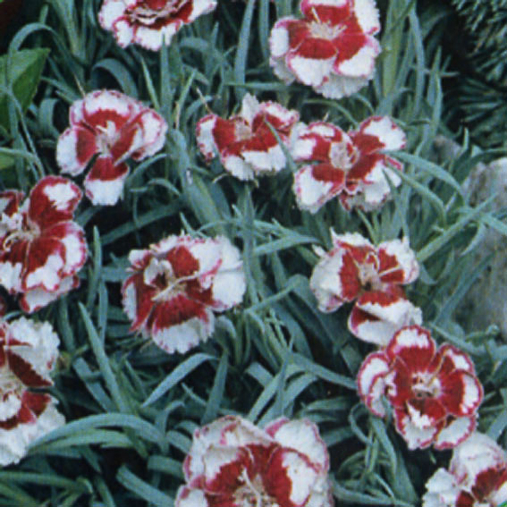 Dianthus alwoodii 'Alice'