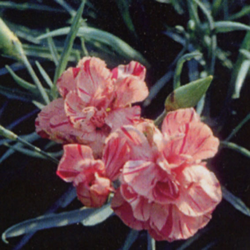 Dianthus alwoodii 'Helen'