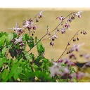 Epimedium grandiflorum 'Lilafee'