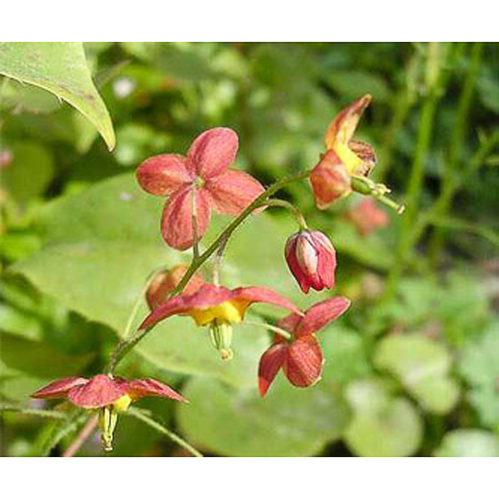 Epimedium warleyense (x)