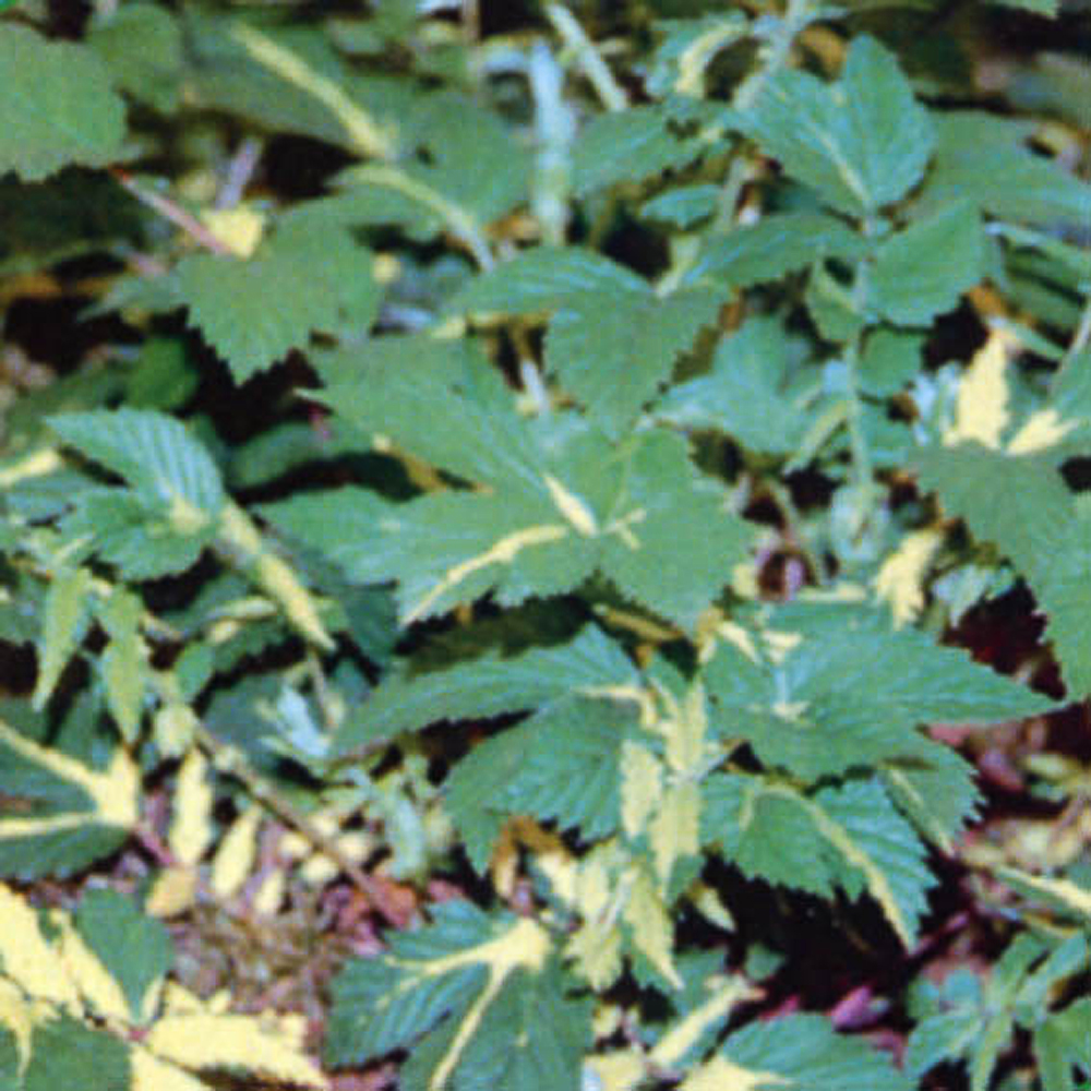 Filipendula ulmaria 'Variegata'