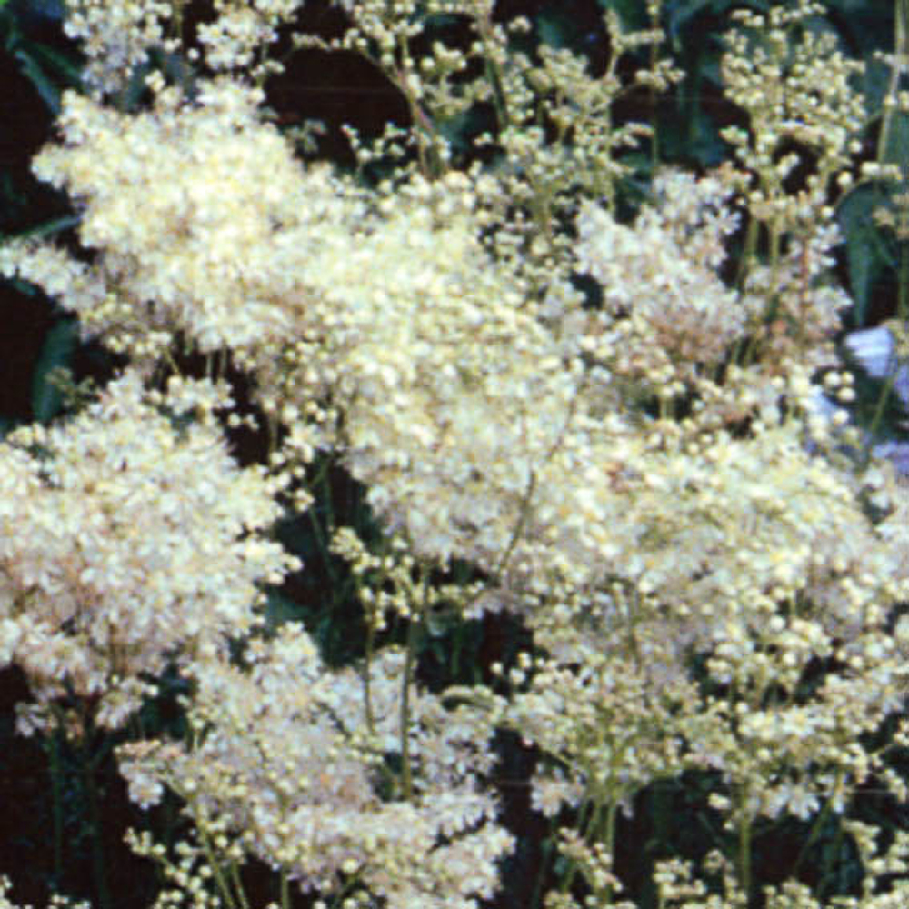 Filipendula vulgaris (hexapetala)