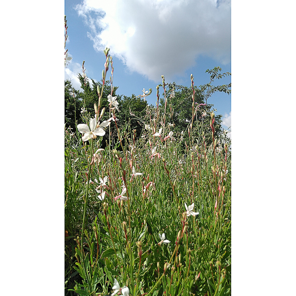 Gaura lindheimeri Belleza White®