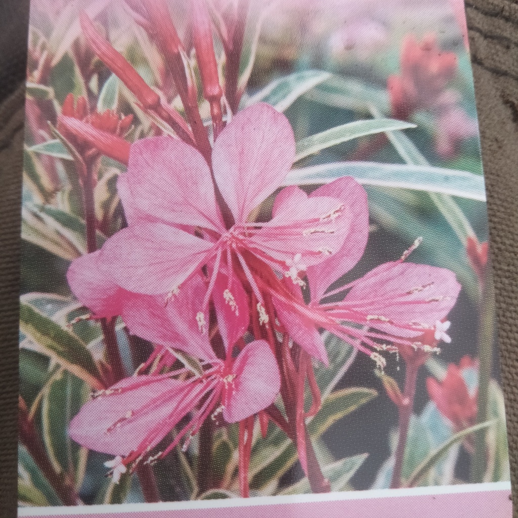 Gaura lindheimeri 'Gambit Variegata Rose'