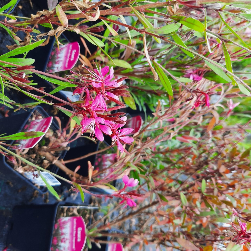 Gaura lindheimeri 'Steffi Dark Rose'