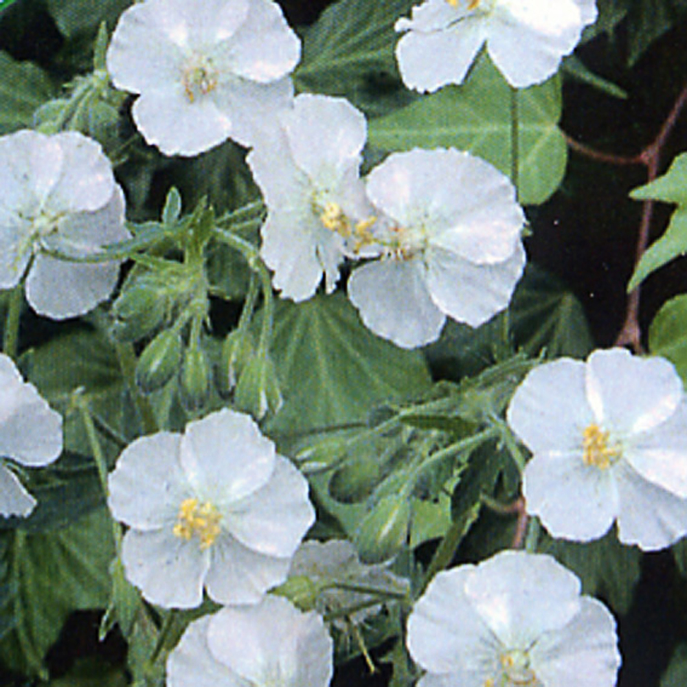 Geranium phaeum 'Album'