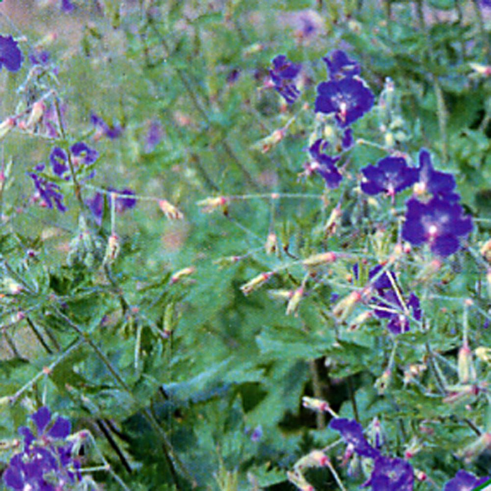 Geranium phaeum 'Lily Lovell'