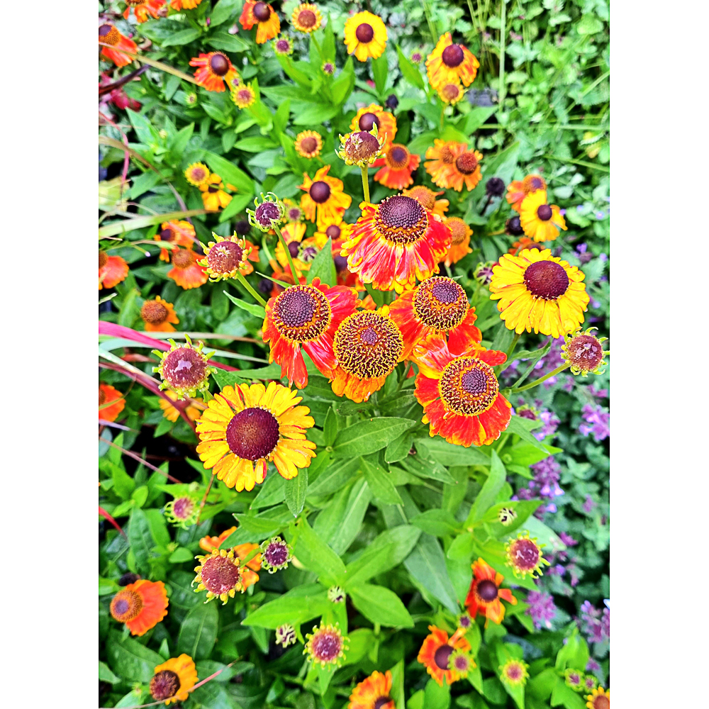 Helenium 'Mardi Gras'