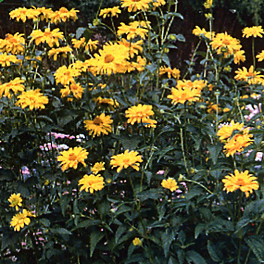 Heliopsis helianthoïdes 'Mars'