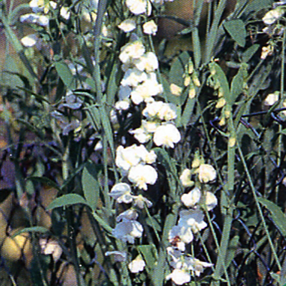 Lathyrus latifolius 'White Pearl'