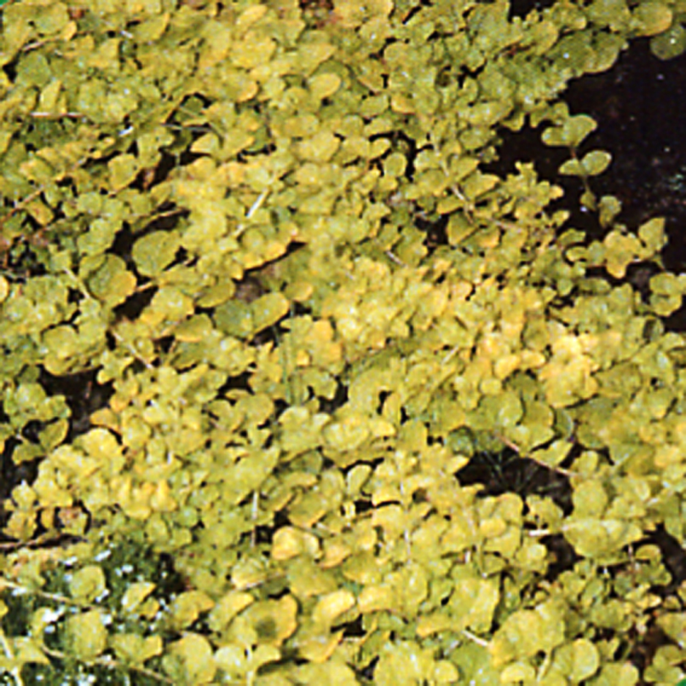 Lysimachia nummularia 'Aurea'