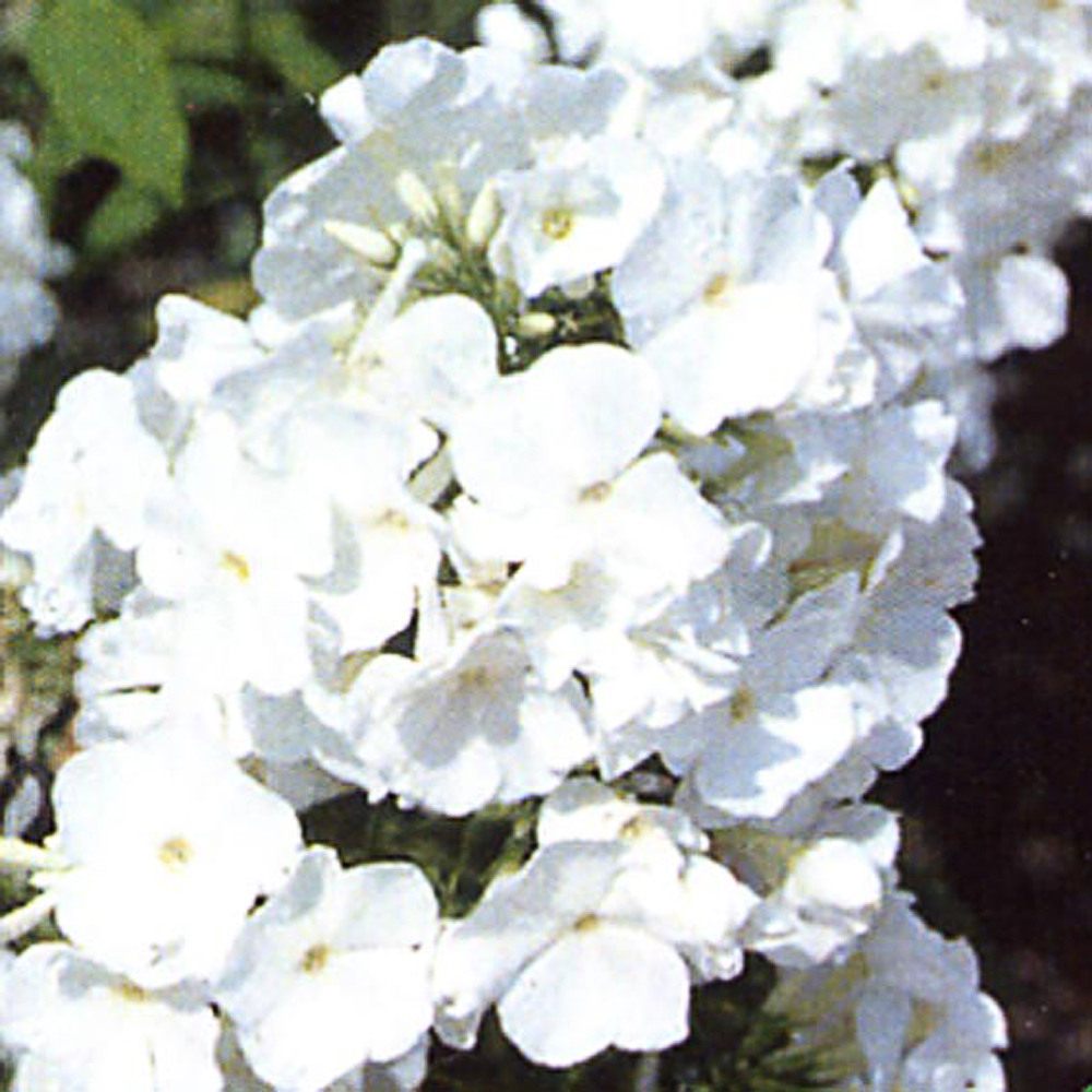 Phlox paniculata 'White Admiral'