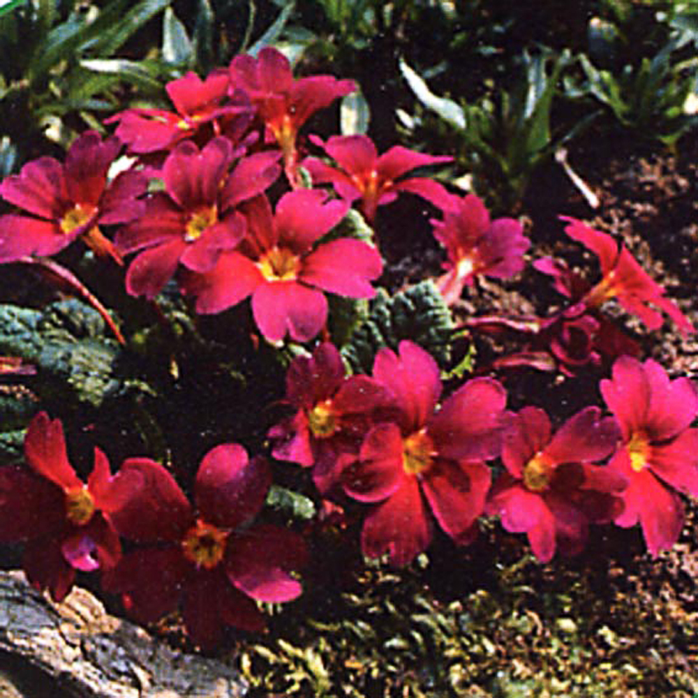 Primula juliae-hybr. 'Ideaal'