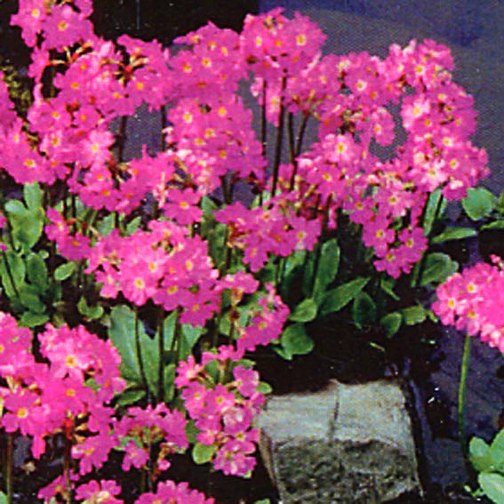 Primula rosea 'Grandiflora'