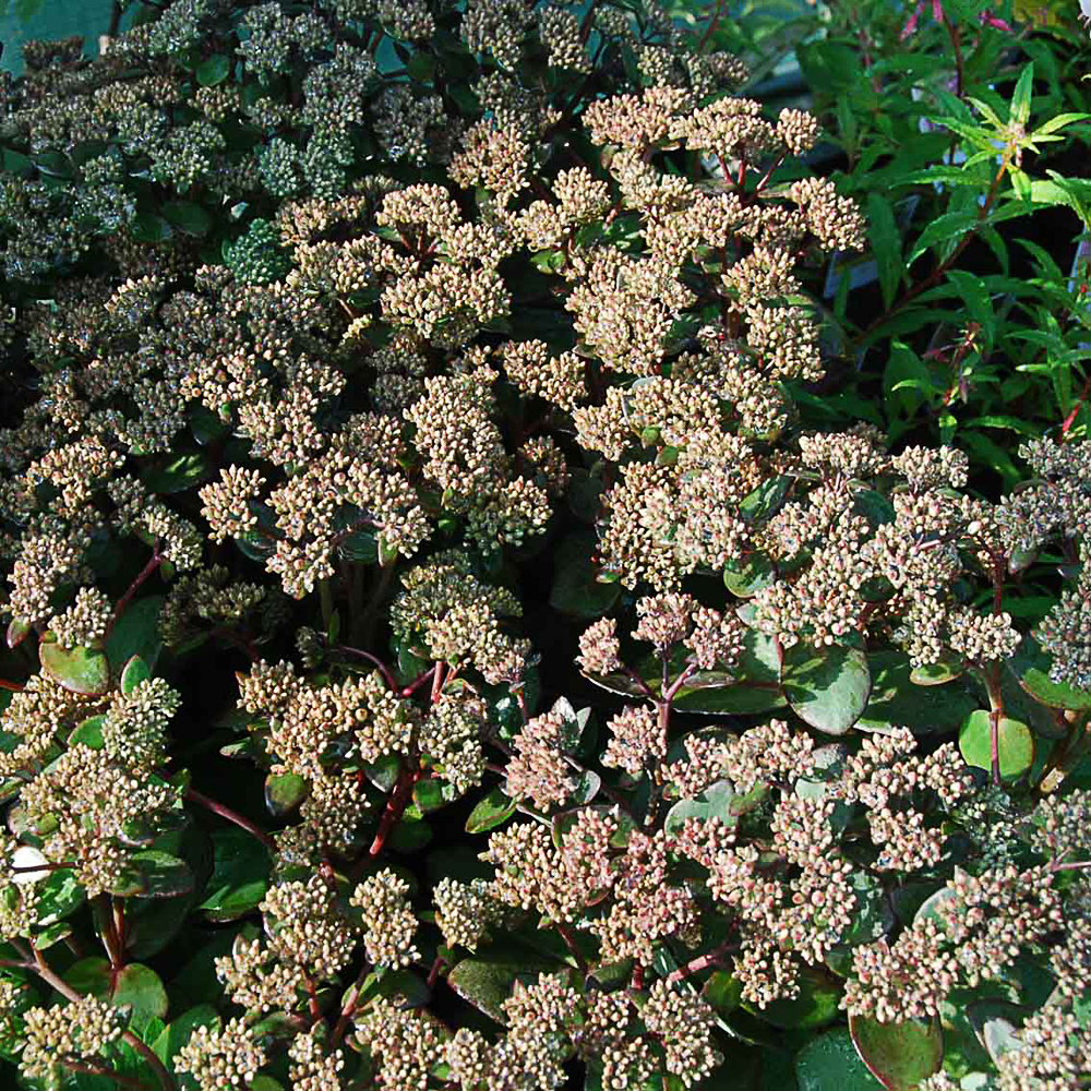 Sedum 'Matrona'