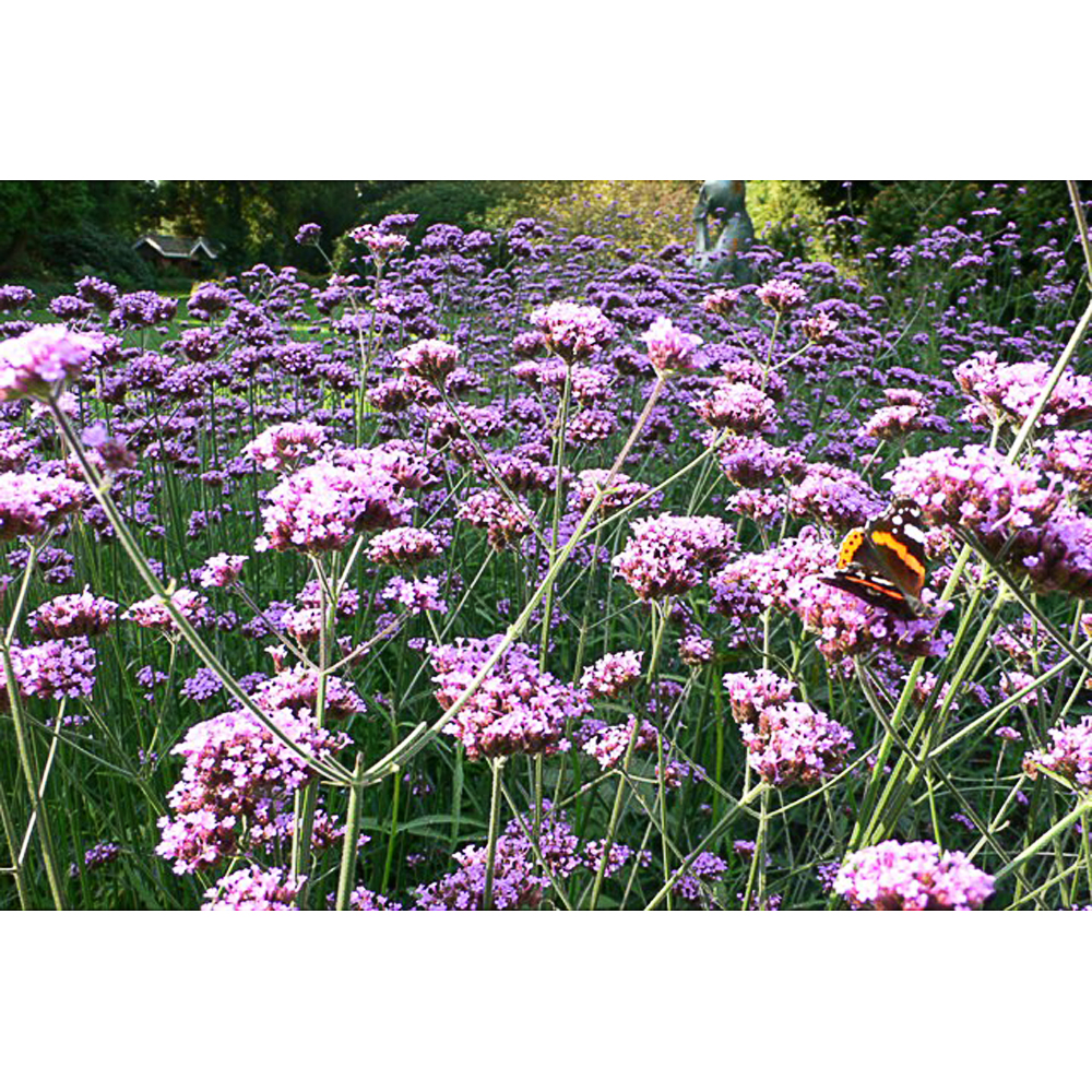 Verbena bonariensis