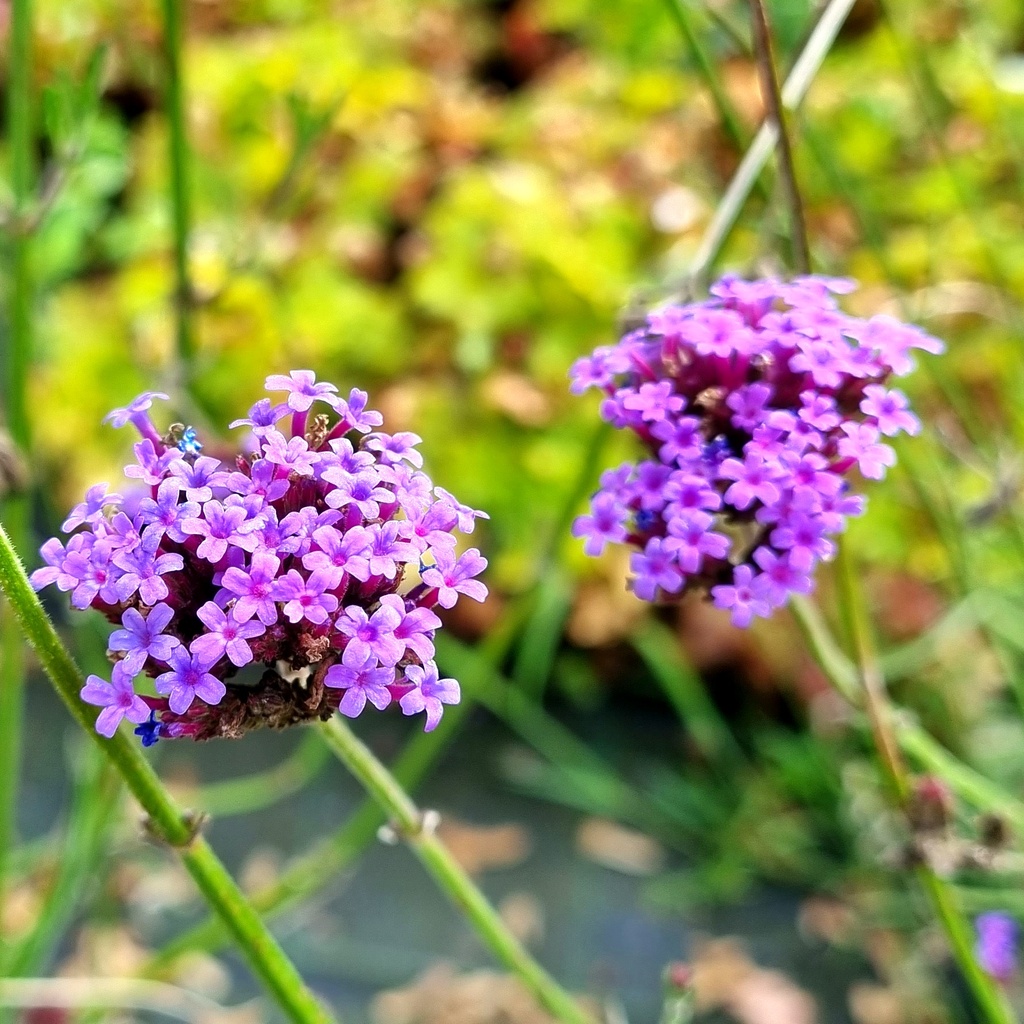 Verbena bonariensis 'Vanity'