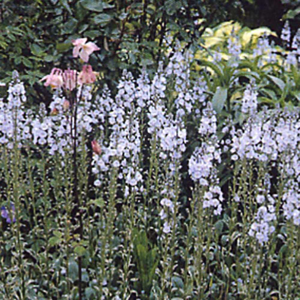 Veronica gentianoides 'Variegata'