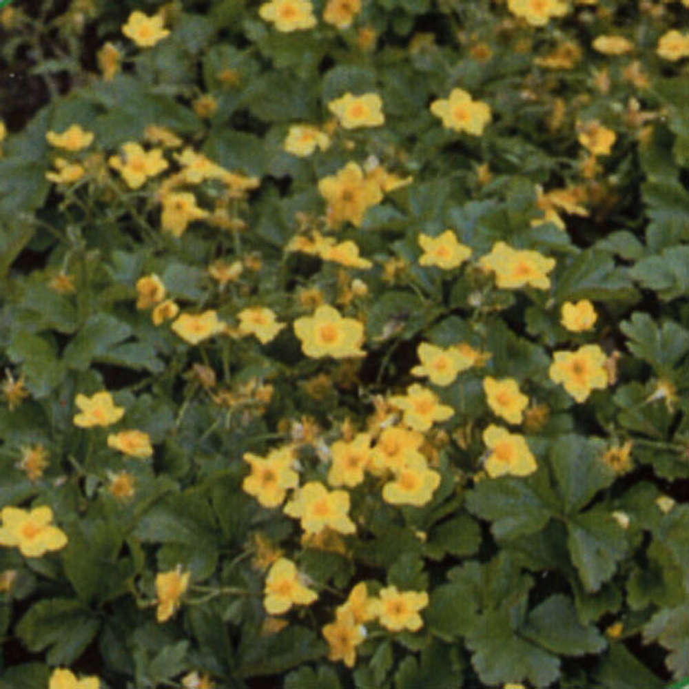 Waldsteinia ternata