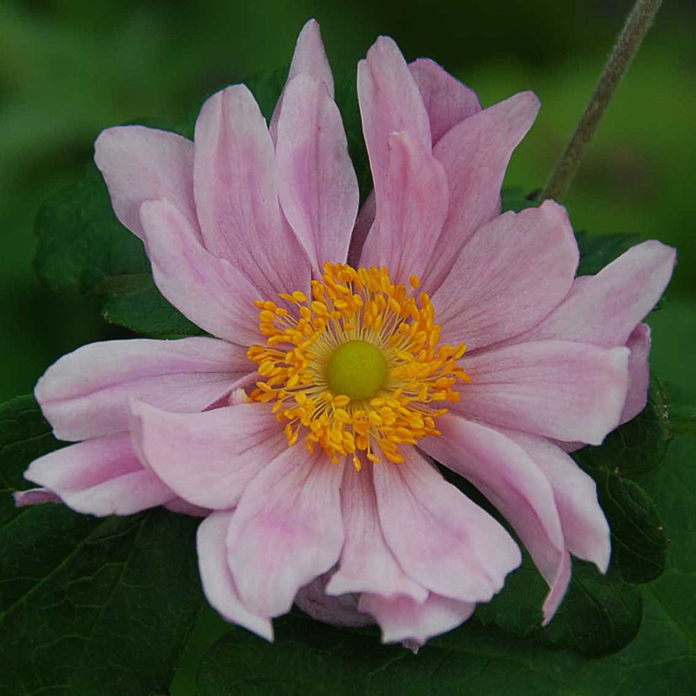 Anemone hybr. 'Königin Charlotte'
