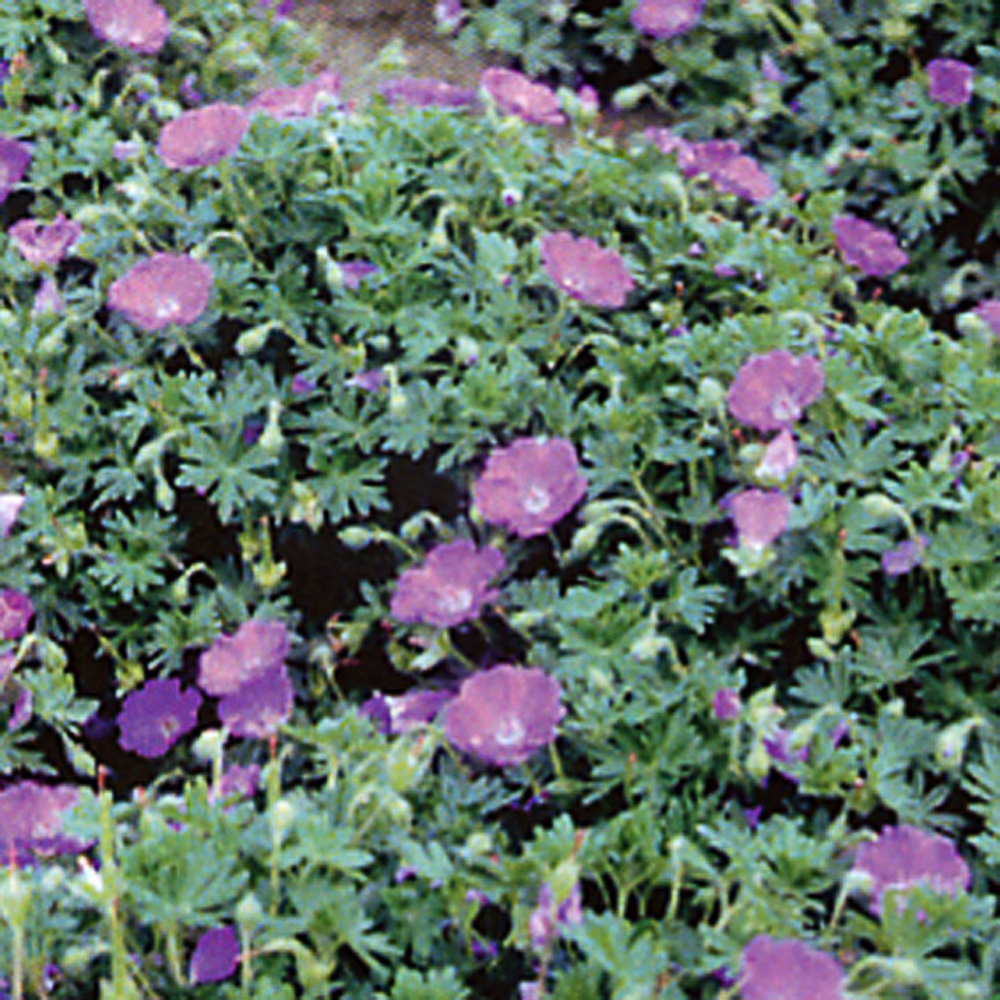 Geranium sanguineum 'Max Frei'