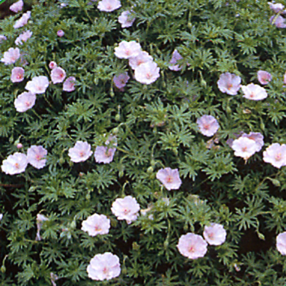 Geranium sanguineum var. striatum