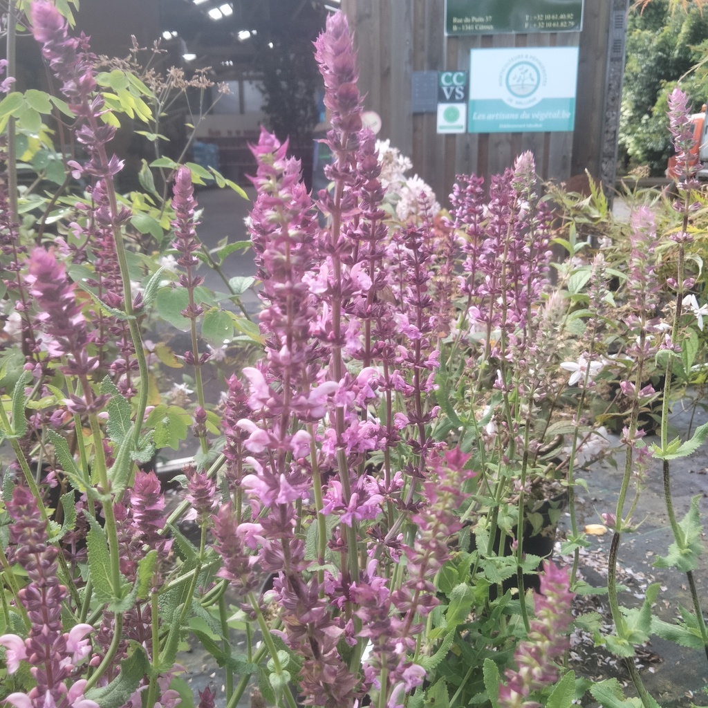 Salvia superba 'Rose Queen'