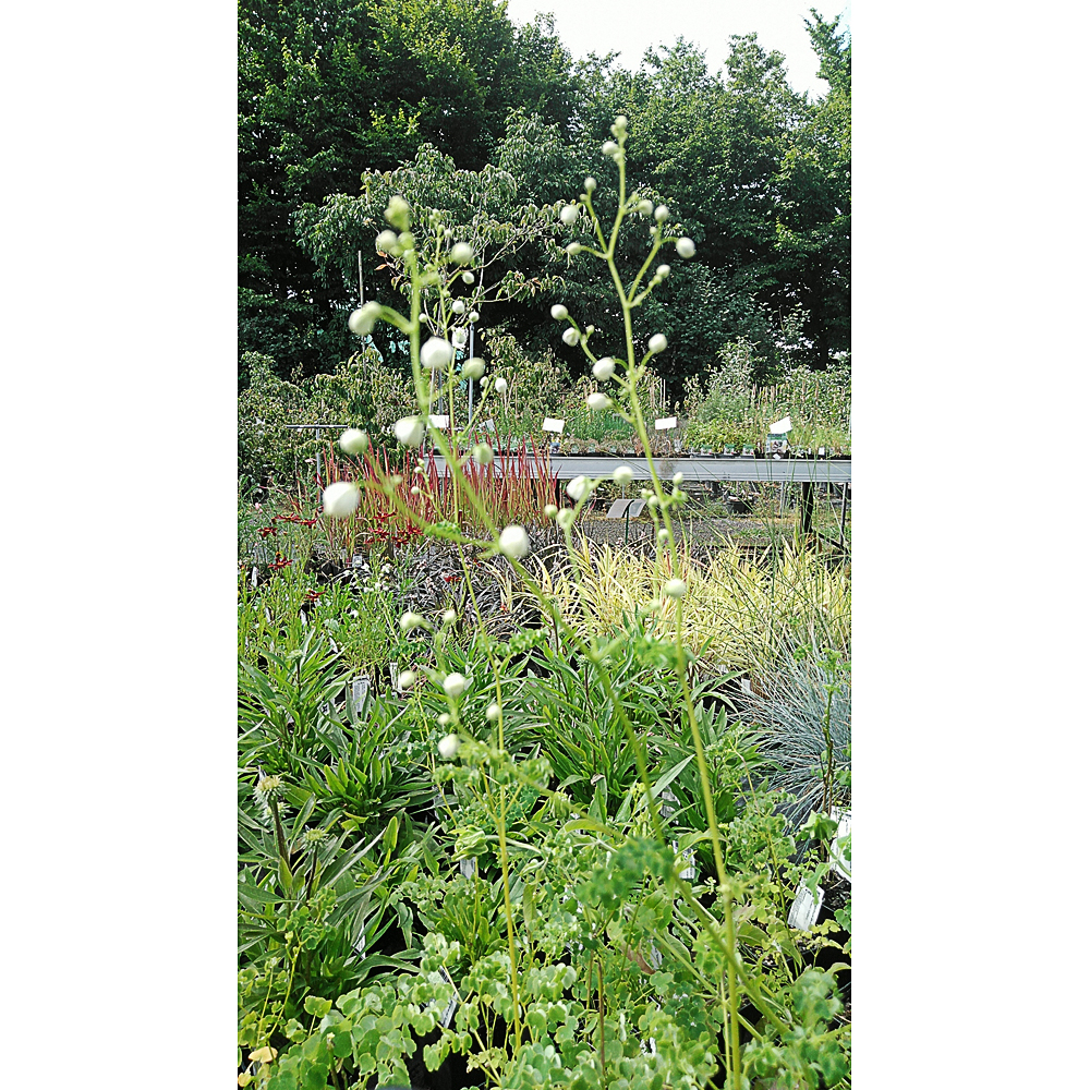 Thalictrum delavayi 'Splendide White'