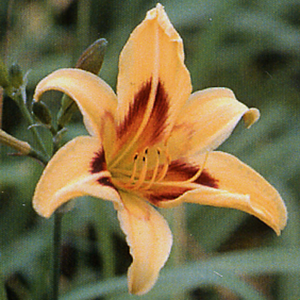 Hemerocallis 'Bonanza'