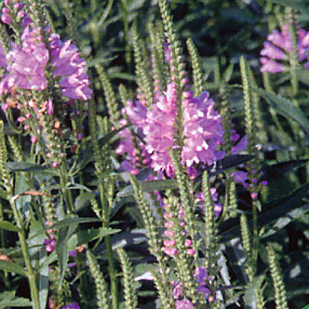 Physostegia virginiana 'Bouquet Rose'