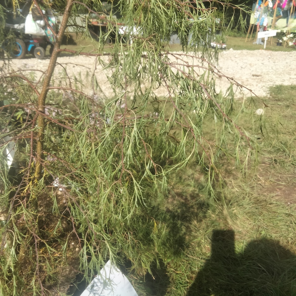 Betula pendula 'Karaca'