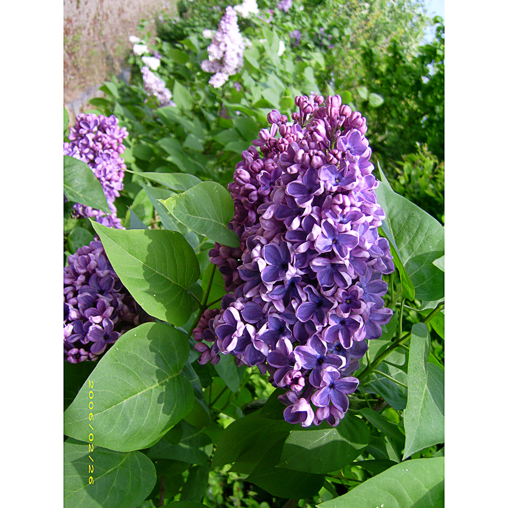 Syringa vulg. 'Clarke's Giant'