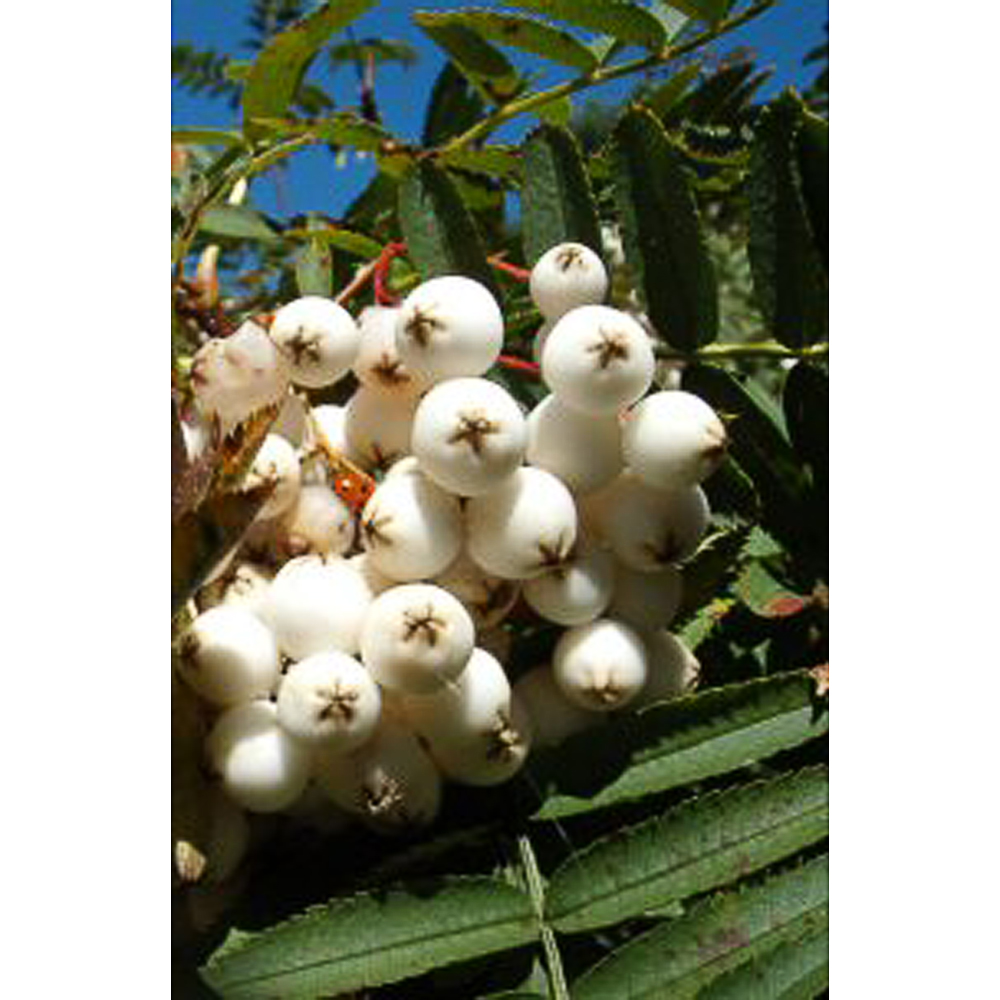 Sorbus cashmiriana