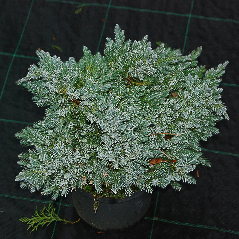 Juniperus squamata 'Blue Star'