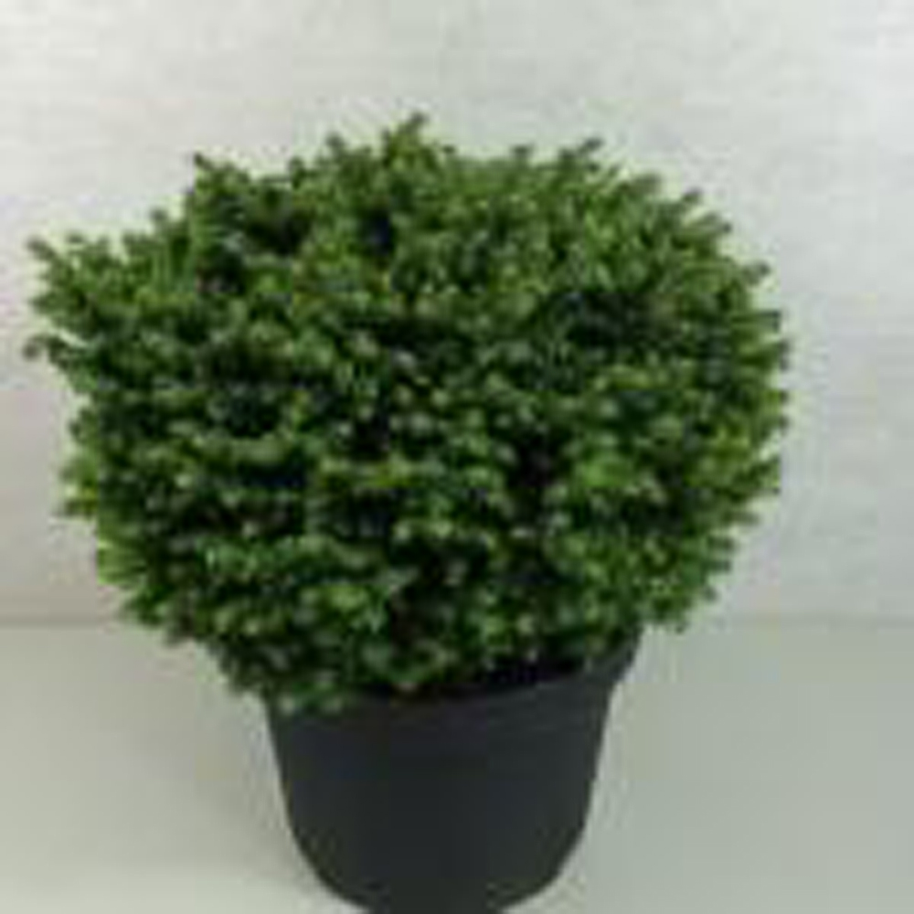 Picea abies 'Little Gem'