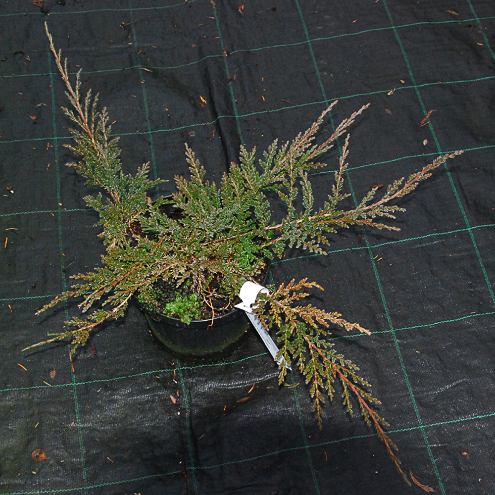 Juniperus horizontalis 'Prince of Wales'