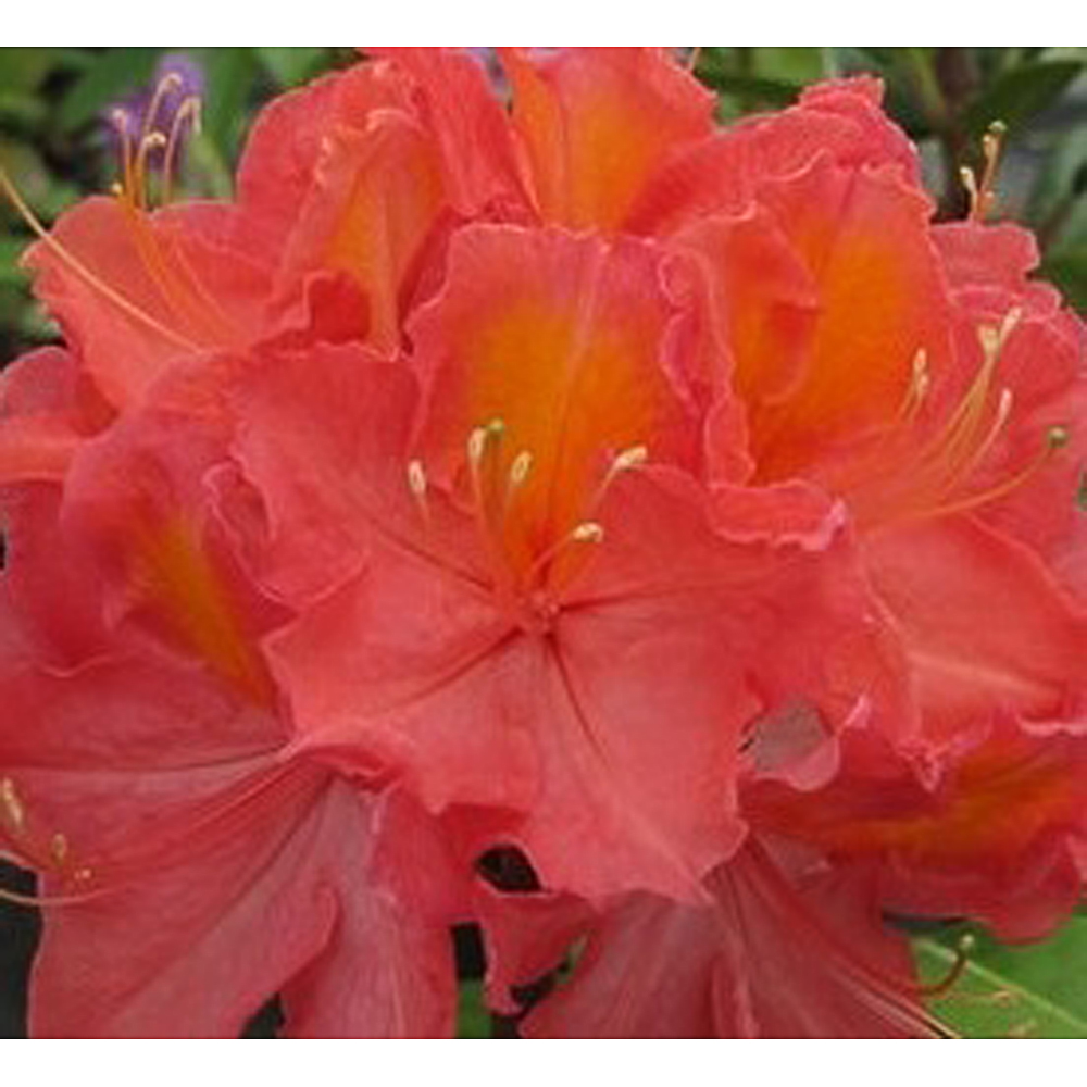 Rhododendron mollis 'Juanita'