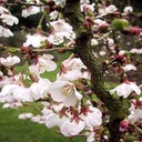 Prunus incisa 'Kojo-no-mai'