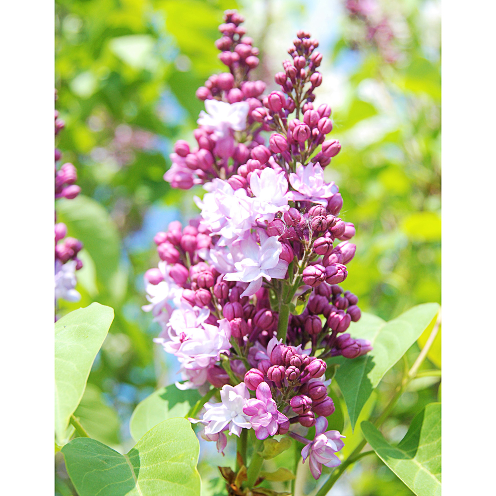 Syringa vulg. 'Thunberg'
