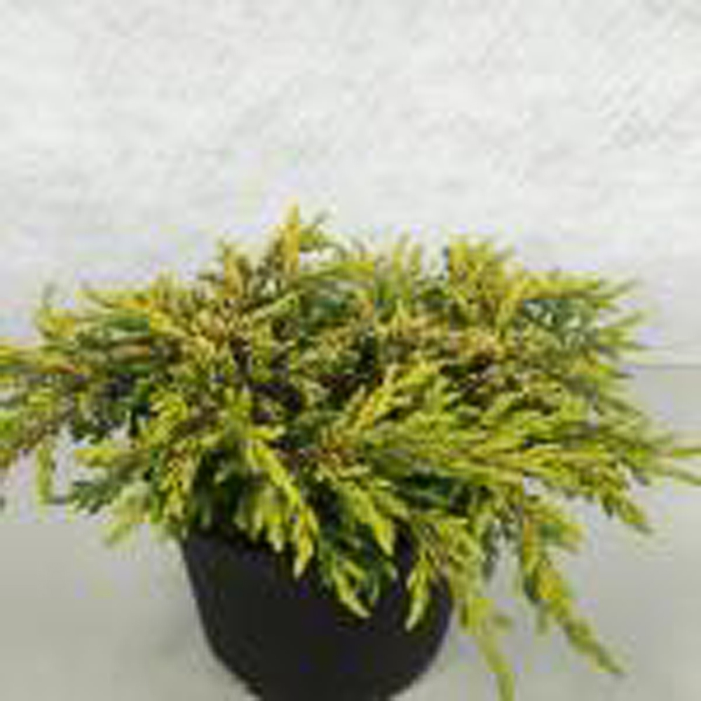 Juniperus communis 'Gold Schatz'