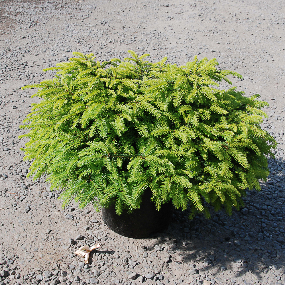 Picea abies 'Nidiformis'