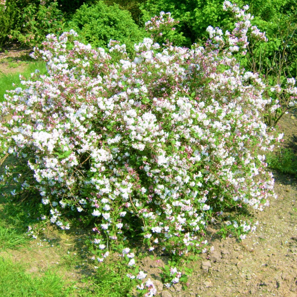 Deutzia hybrida 'Joconde'