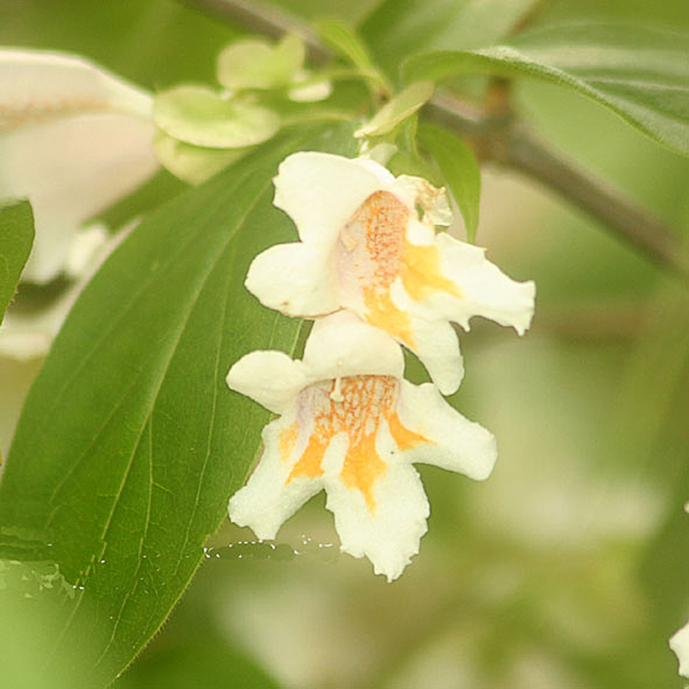 Dipelta floribunda